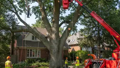 Arborists removing large tree with bucket truck in Hampstead near Wilmington, NC for safe tree removal service
