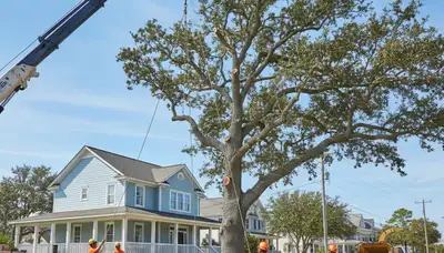 Arborists using bucket truck for large tree removal in Kure Beach, NC near Wilmington tree service homes