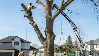 Professional tree removal crew cutting down a damaged oak tree in Wilmington, NC