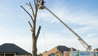 Professional tree removal crew working on coastal property in Wilmington, NC