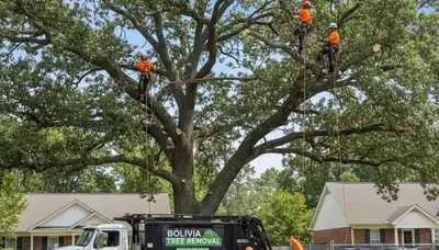 Professional tree removal service in Wilmington NC clearing hazardous oak safely