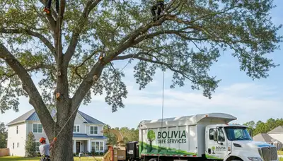 Professional tree removal service in Wilmington NC by certified arborists