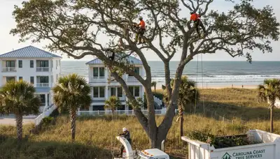 Professional tree removal service in Wilmington, NC clearing large oak safely