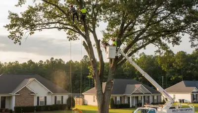 Professional tree removal service in Wilmington, NC safely clearing large oak trees