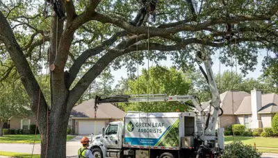 Arborist trimming oak tree in Wilmington, NC for coastal tree care and storm preparation