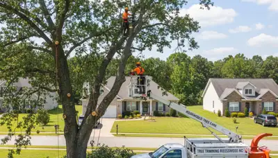 Professional tree removal service in Wilmington NC safely cutting large oak tree