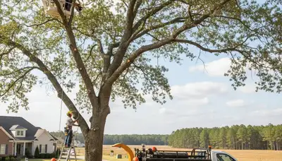 Professional tree removal service in Wilmington NC safely cutting and clearing large oak trees