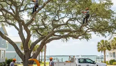Professional tree removal service team working safely in Wilmington, NC yard