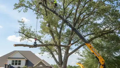 Professional tree removal service in Wilmington NC by certified arborists