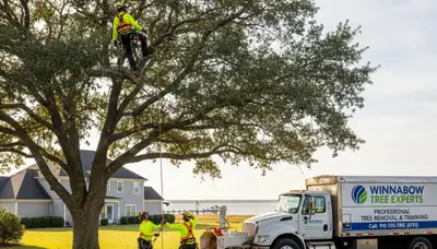 Professional tree removal service in Wilmington NC by certified arborists