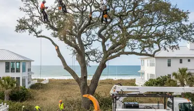Professional tree removal service in Wilmington NC safely clearing residential property
