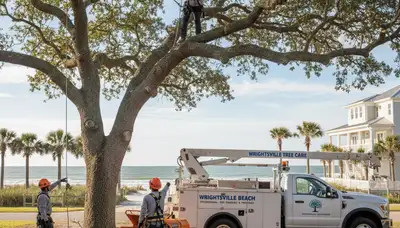 Professional tree removal service in Wilmington NC safely cutting and clearing trees