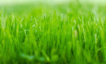 Lawn Service in Wilmington NC Lawn Care in Wilmington NC Lawn Mowing in Wilmington NC Lawn Professionals in Wilmington NC