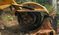 Stump Removal in Wilmington NC