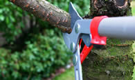 Tree Pruning Services in Wilmington NC