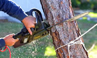 Tree Trimming in Wilmington NC